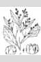 View a larger version of this image and Profile page for Chenopodium glaucum L.