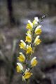 View a larger version of this image and Profile page for Linaria dalmatica (L.) Mill.