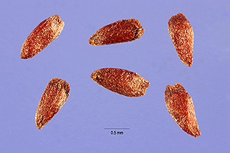 Photo of Lythrum virgatum L.