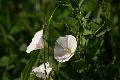 View a larger version of this image and Profile page for Convolvulus arvensis L.