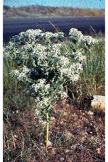 Photo of Euphorbia marginata Pursh