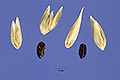 View a larger version of this image and Profile page for Eleusine indica (L.) Gaertn.