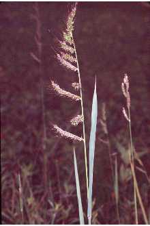 Photo of Echinochloa crus-galli (L.) P. Beauv.