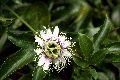 View a larger version of this image and Profile page for Passiflora edulis Sims