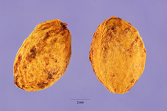 Photo of Prunus spinosa L.