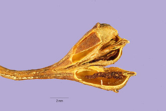 Photo of Philadelphus tomentosus Royle