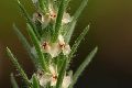 View a larger version of this image and Profile page for Plantago aristata Michx.