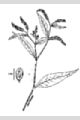 View a larger version of this image and Profile page for Polygonum lapathifolium L.