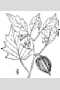 View a larger version of this image and Profile page for Physalis angulata L.