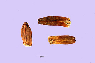 Photo of Phlomis tuberosa L.