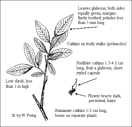 GIF -- Species Line Drawing