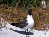 bird image