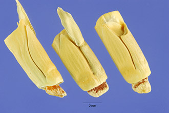 Photo of Rottboellia cochinchinensis (Lour.) W.D. Clayton