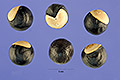 View a larger version of this image and Profile page for Cardiospermum halicacabum L.