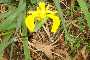 View a larger version of this image and Profile page for Iris pseudacorus L.