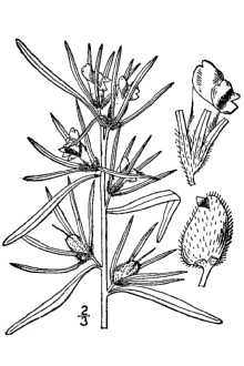 Line Drawing of Misopates orontium (L.) Raf.