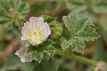 View a larger version of this image and Profile page for Malva neglecta Wallr.