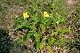 View a larger version of this image and Profile page for Oenothera laciniata Hill