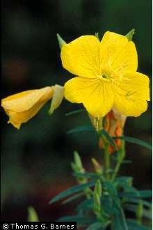 Photo of Oenothera perennis L.