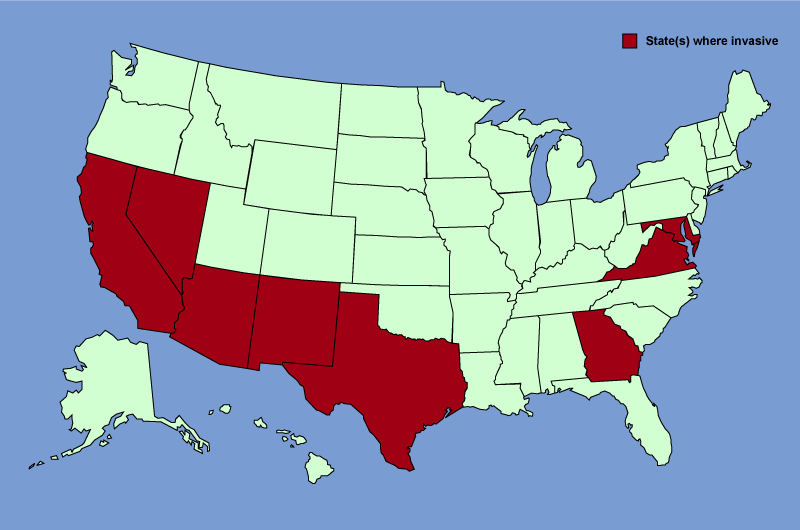 Distribution map of Arundo donax