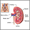 Kidney anatomy