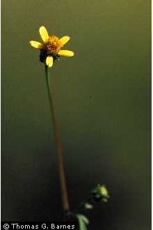 Photo of Bidens bipinnata L.