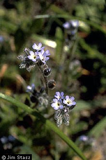 Photo of Myosotis stricta Link ex Roem. & Schult.