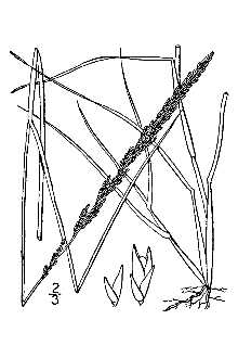 Line Drawing of Sporobolus indicus (L.) R. Br. var. indicus