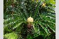 View a larger version of this image and Profile page for Cycas revoluta Thunb.