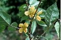 View a larger version of this image and Profile page for Senna occidentalis (L.) Link