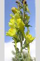 View a larger version of this image and Profile page for Linaria genistifolia (L.) Mill.