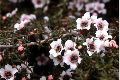 View a larger version of this image and Profile page for Leptospermum scoparium J.R. Forst. & G. Forst.