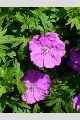 View a larger version of this image and Profile page for Geranium sanguineum L.