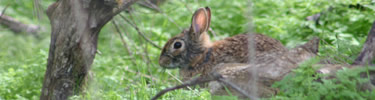 cottontail in the grass