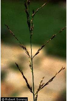 Photo of Molinia caerulea (L.) Moench