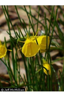 Photo of Narcissus bulbocodium L.