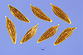 View a larger version of this image and Profile page for Lactuca serriola L.