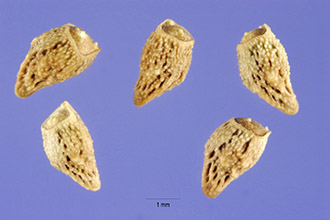 Photo of Buglossoides arvensis (L.) I.M. Johnst.
