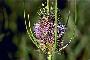 View a larger version of this image and Profile page for Dipsacus fullonum L.