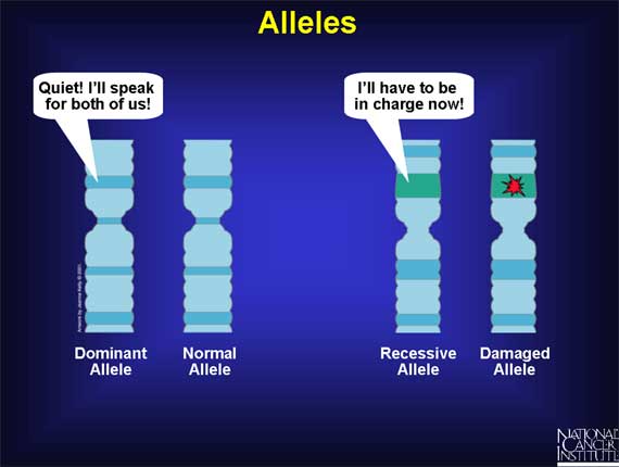 Alleles