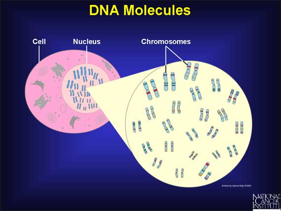 DNA Molecules