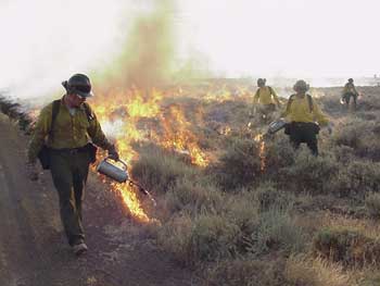 Firefighters conduct a burnout at Clear Lake NWR during the 2001 Clear Fire.