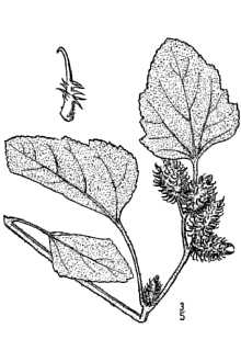 Line Drawing of Xanthium strumarium L. var. canadense (Mill.) Torr. & A. Gray
