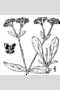 View a larger version of this image and Profile page for Valerianella radiata (L.) Dufr.