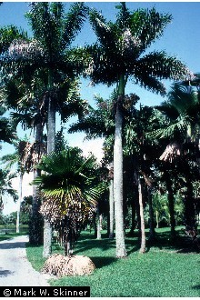 Photo of Roystonea elata (Bartram) F. Harper