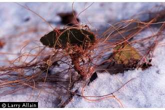 Photo of Cuscuta pentagona Engelm. var. pentagona