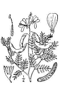 Line Drawing of Hoffmannseggia glauca (Ortega) Eifert