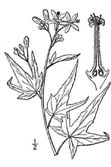 Line Drawing of Sida hermaphrodita (L.) Rusby