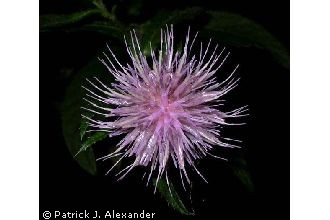 Photo of Cirsium altissimum (L.) Hill