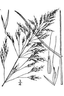 Line Drawing of Apera spica-venti (L.) P. Beauv.